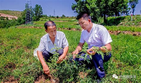 【脱贫攻坚进行时】花椒树变成“摇钱树”