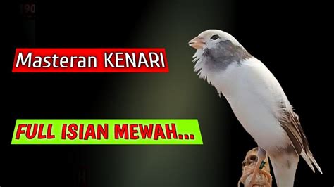 Suara Burung Kenari Gacor Panjang Full Isian Blackthroat Dan Sanger