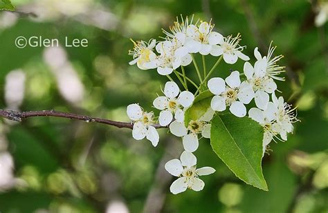 Prunus pensylvanica photos Saskatchewan Wildflowers