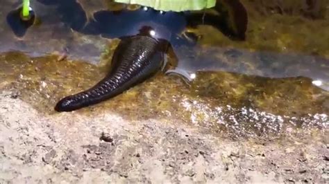 Leech In A Pond Wildlife Pond Life England Uk English