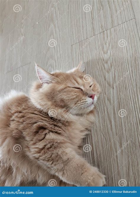 Fluffy Munchkin Cat Sleeping on the Floor. Stock Photo - Image of ...