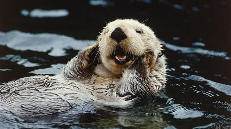 This Adorable Sea Otter Enhydra Lutris Is Thrilled That The Weekend