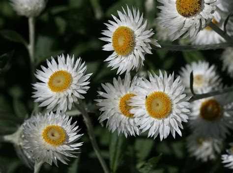 Plantfiles Pictures Coronidium Species White Everlasting Daisy White