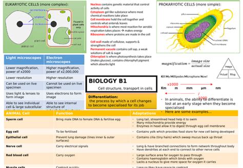 Types Of Cells Lessons Tes Teach