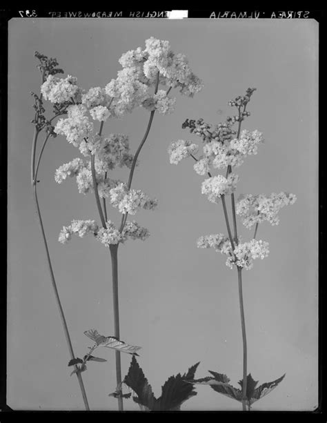 Filipendula Ulmaria Digital Commonwealth