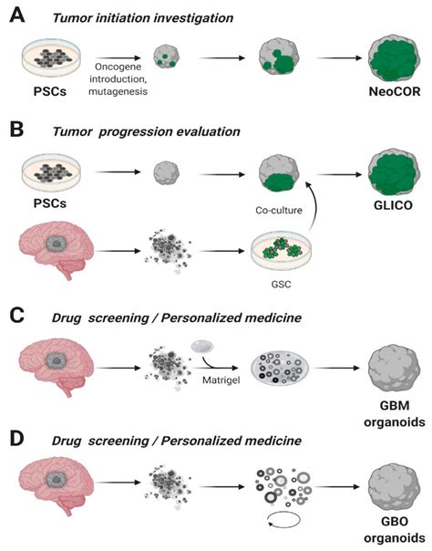 Cancers Free Full Text The Organoid Era Permits The Development Of