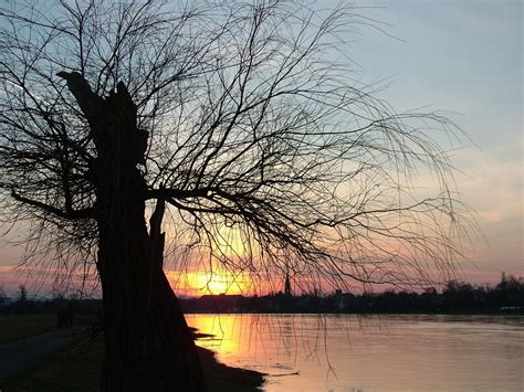 Kostenlose Foto Baum Wasser Natur Ast Winter Sonnenaufgang