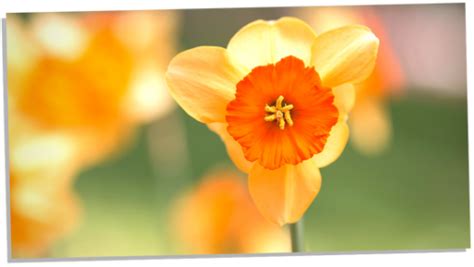 The Surprising Symbolism Of Daffodils: An Eye Opening Guide ...