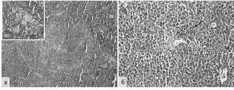 Pathohistological Changes In Experimental Infection Caused By Dormant