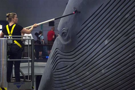 Whale Washing: Iconic Natural History Museum Whale Gets a Cleaning ...