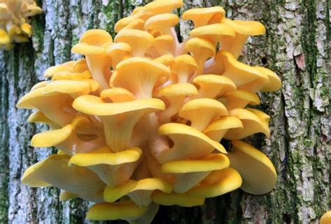 Golden Oyster Mushroom Pleurotus Citrinopileatus For Grain Grow