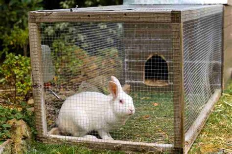 Modern Homesteading Back To The Land Revised