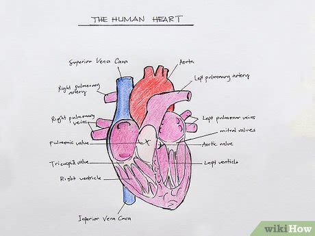 How to Draw the Internal Structure of the Heart (with Pictures)