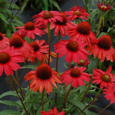 Echinacea KISMET Red TERRA NOVA Nurseries Inc