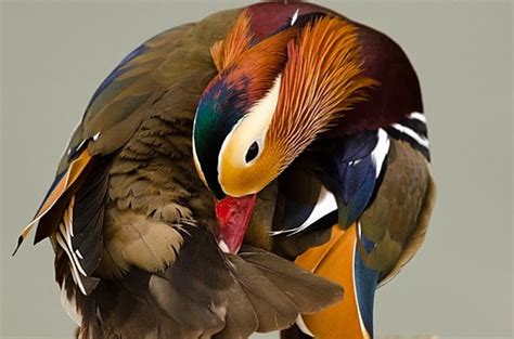 Mandarin Duck Duck Colorful Birds Mandarin Duck Photo Background And ...