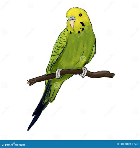 Pássaro Amarelo E Verde Do Papagaio De Budgie Periquito Australiano