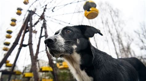 Stray Dogs Living In Chernobyl May Have Evolved To Thrive In Deadly