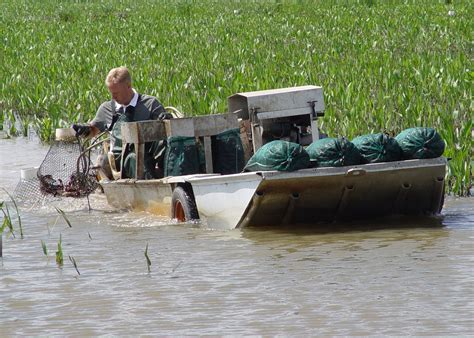 Evolution Of The Louisiana Crawfish Industry