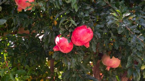 9 Best Pomegranate Varieties for Home Gardens