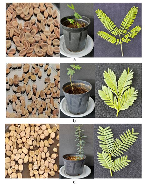 Acacia Species Morphology Of Seeds Measured In Centimeters Cm Plant Download Scientific