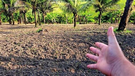 COMO PREPARAR O TERRENO PARA FAZER UMA PLANTAÇÃO DE PIMENTÃO PARA