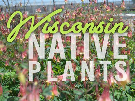 McKay Green Tips - Wisconsin Native Plants