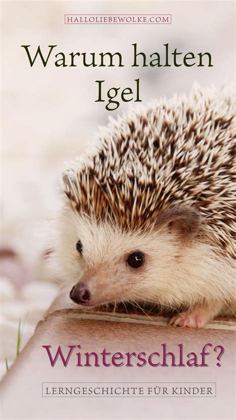 Igel Isi Und Der Winterschlaf Lerngeschichte Printable Hallo