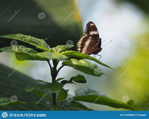 Brown Butterfly On The Green Leaves Blur Nature Background Environment