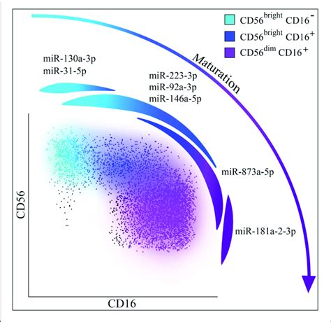 Nk Cells Maturation And Mirnas Hypothesis Of Nk Cell Maturation