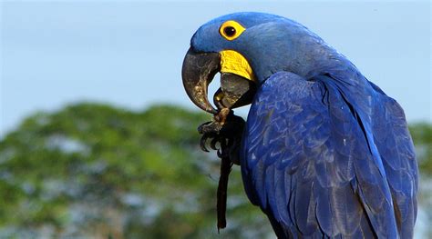 Por Que A Arara-azul Está Ameaçada De Extinção - A arara-azul (Anodorhynchus hyacinthinus), a maior arara do mundo, está ...