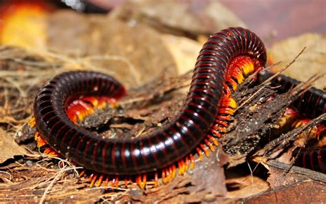 Trigoniulus macropygus - Flame leg millipede | Millipede, Bugs and insects, Cool bugs