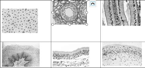 Epithelial Tissue Diagram Quizlet