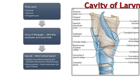 Anatomy Of Larynx