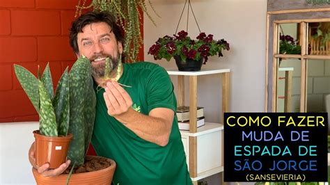 Como Fazer Muda De Espada De S O Jorge Sansevieria Youtube