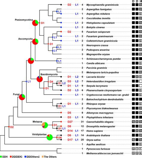 Duplication and loss of Argonaute genes and variation of the catalytic ...