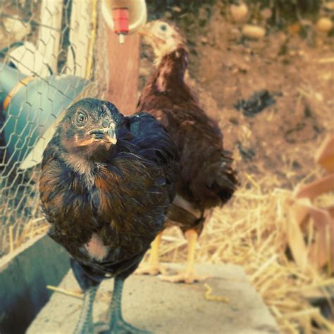 Names My Hens Black Sex Link Mind Your Dirt