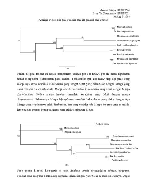 Analisis Pohon Filogeni Fenetik Dan Filogenetik Dari Bakteri Mentari Hanifah Pdf