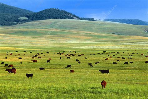 Various cattle breeds grazing a pasture - Stock Image - E764/0494 ...