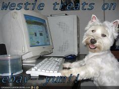 #westie #westies #funny Funny Dogs, Cute Dogs, West Terrier, Terriers ...