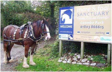 The Mare and Foal Sanctuary (Littlehempston) - 2021 All You Need to Know BEFORE You Go (with ...