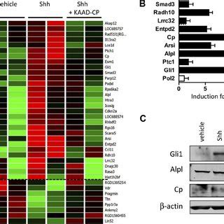 Identification Of Shh Responsive Genes In Cardiomyocytes A