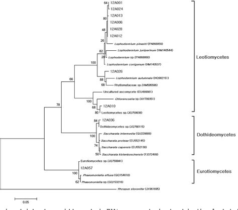 Figure 2 From Molecular Identification Of Endophytic Fungi Isolated