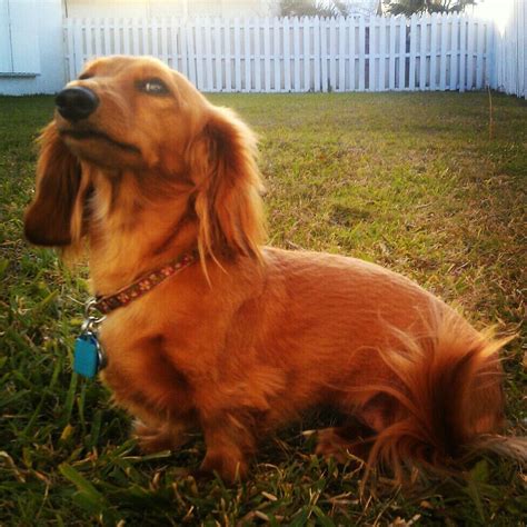 Emmie After A Hair Cut Long Haired Dachshund Golden Retriever