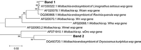 Phylogenetic Tree Of Wsp Gene Of Wolbachia In Generations Of A