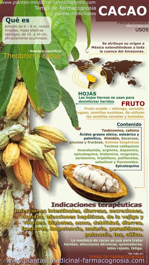 Propiedades Del Cacao Salud Y Nutricion Nutricional Y Beneficios De Alimentos