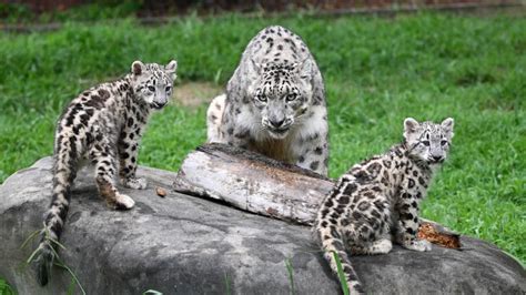 Two Snow Leopard Cubs Born April 28 - Metro Richmond Zoo