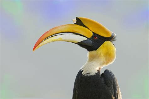 hornbills exotic  critically endangered