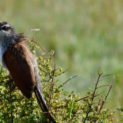 Kenya Birding Safaris Best Time For Bird Watching In Kenya