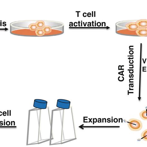 Schema For Adoptive Cellular Therapy With Genetically Modified Car T