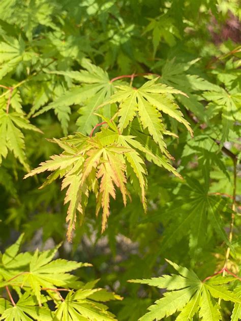Falling Japanese Maple Leaves